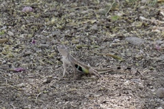 Callisaurus draconoides ventralis