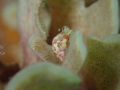 Tricolia pullus