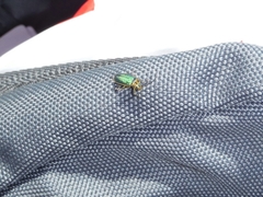 Trirhabda flavolimbata