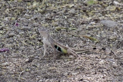 Callisaurus draconoides ventralis