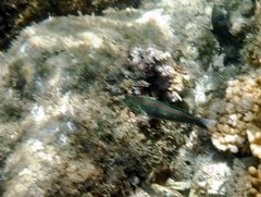 Thalassoma quinquevittatum