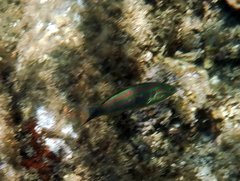 Thalassoma quinquevittatum