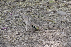 Callisaurus draconoides ventralis