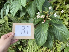 Clerodendrum longiflorum glabrum