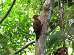 Chrysophlegma miniaceum