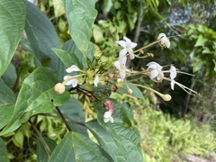 Clerodendrum longiflorum glabrum