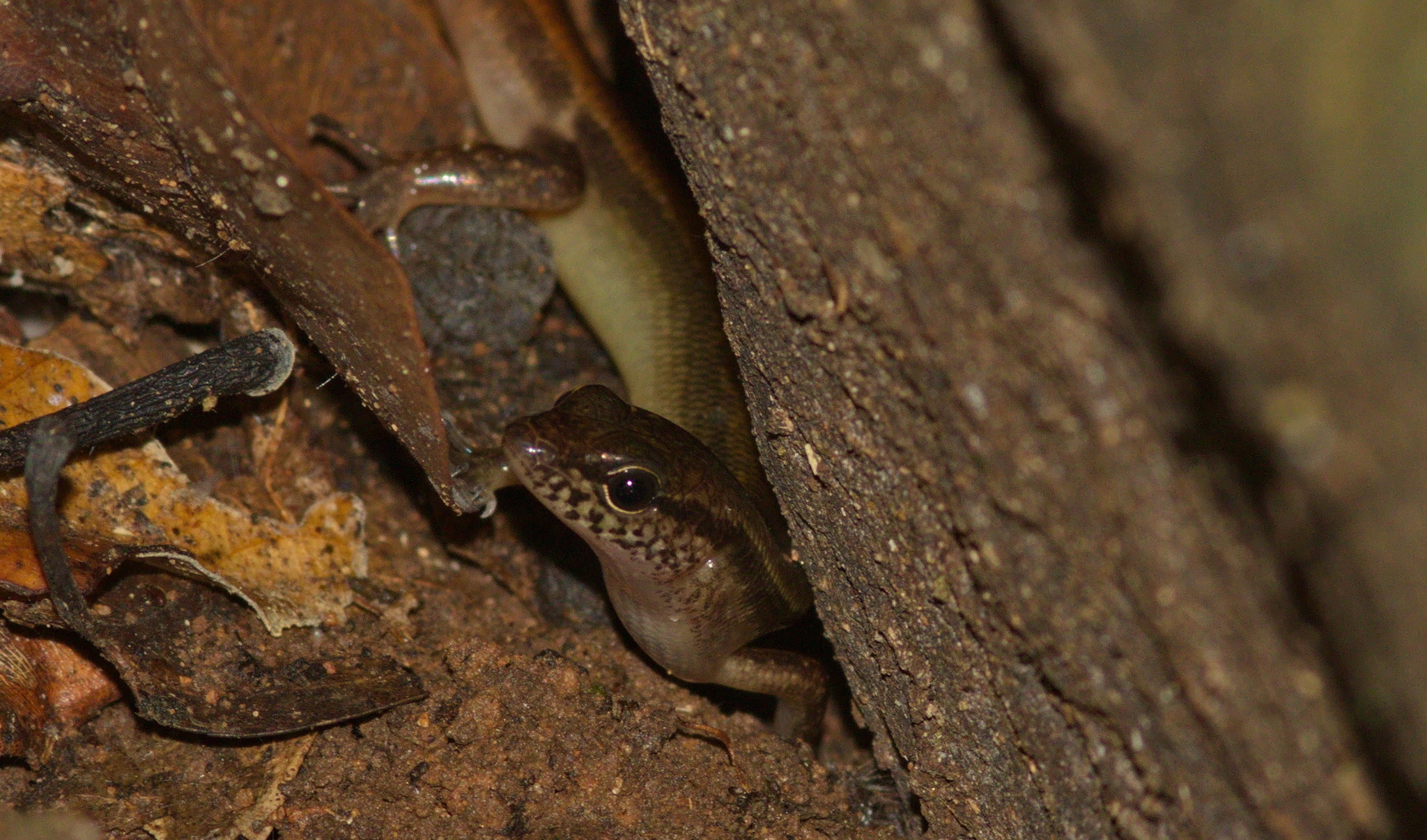 Dwarf Forest Skink photo 2