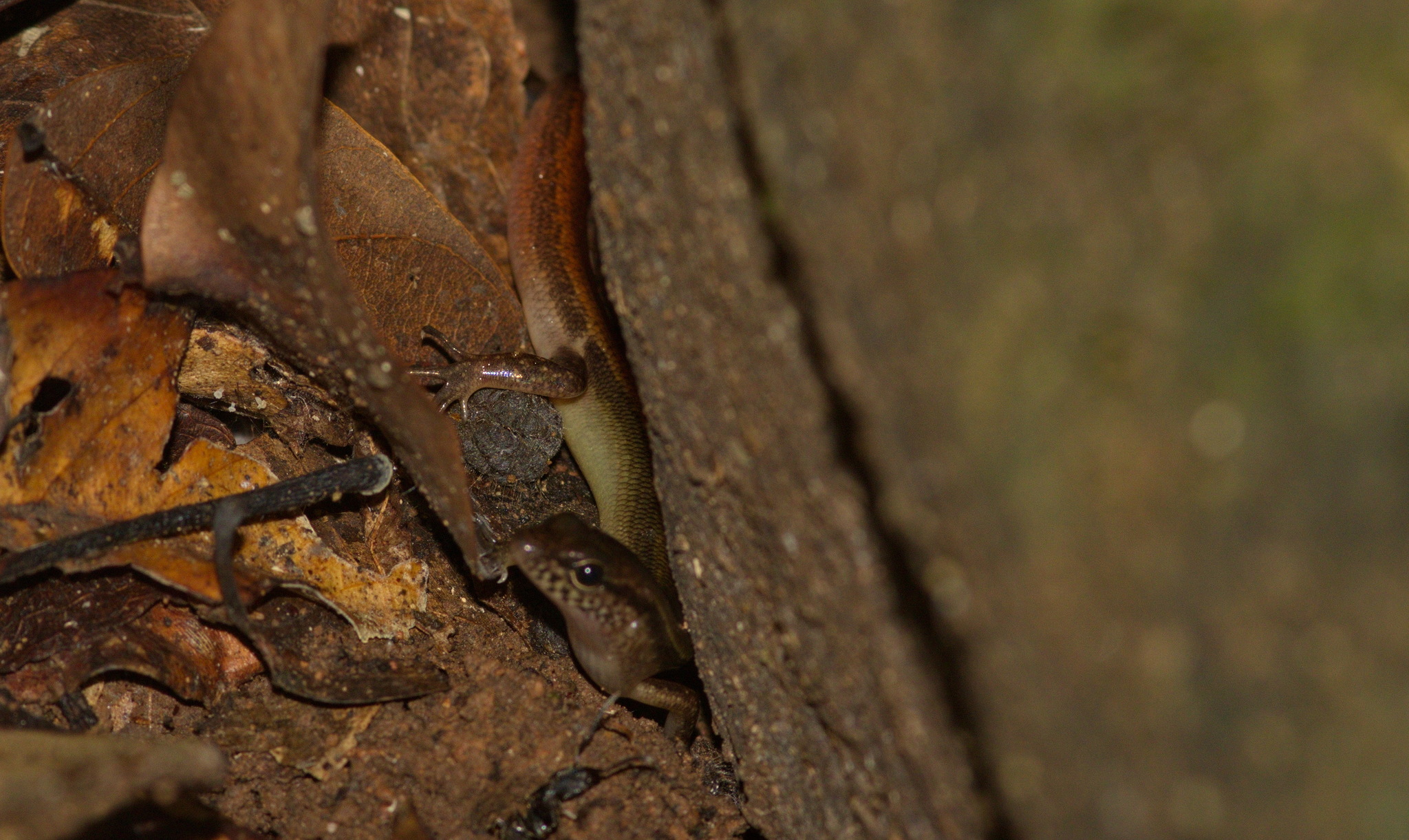 Dwarf Forest Skink photo 3
