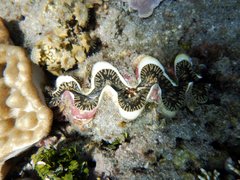 Tridacna noae