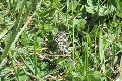 Semblis phalaenoides