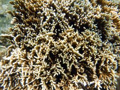 Millepora tenera