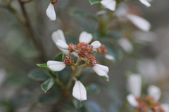 Spyridium spathulatum