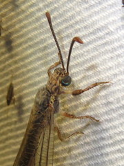 Distoleon bistrigatus