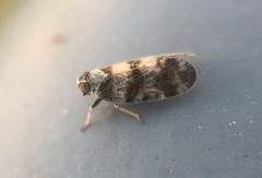 Reptalus quadricinctus