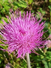 Cirsium heterophyllum