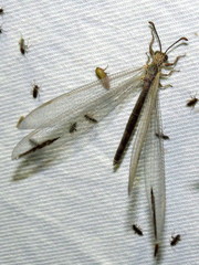 Distoleon bistrigatus