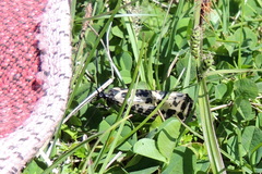 Semblis phalaenoides