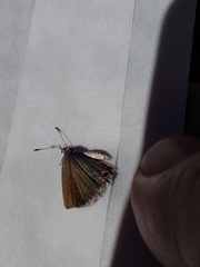 Echinargus isola