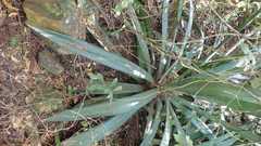 Agave sisalana