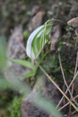 Pterostylis robusta