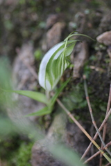 Pterostylis robusta
