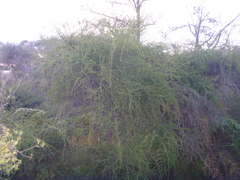 Kunzea tenuicaulis