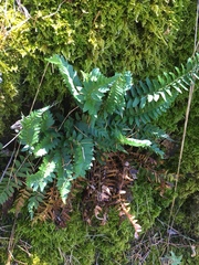 Polystichum imbricans imbricans
