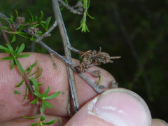Kunzea tenuicaulis