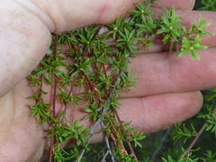 Kunzea tenuicaulis