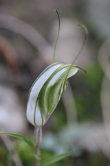 Pterostylis robusta