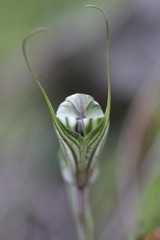 Pterostylis robusta