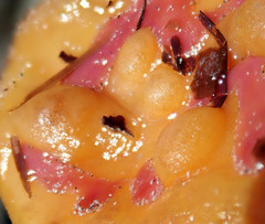 Pyura gibbosa
