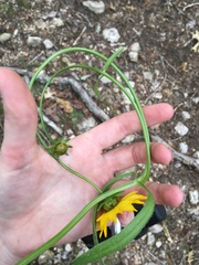 Coreopsis grandiflora