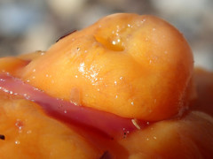 Pyura gibbosa