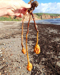 Pyura gibbosa