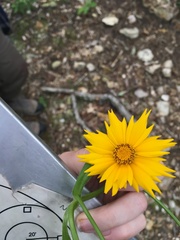 Coreopsis grandiflora