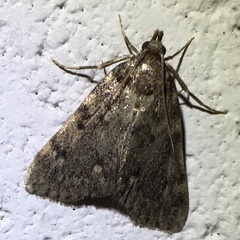 Aglossa pinguinalis