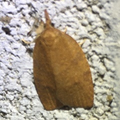 Cenopis reticulatana