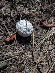 Calvatia sculpta