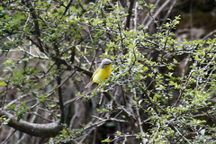 Phylloscopus xanthoschistos