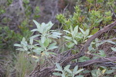 Senecio hypoleucus