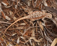 Western Netted Dragon photo 4