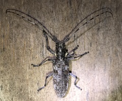 Monochamus maculosus