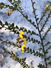 Bossiaea brownii
