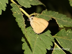 Rapala varuna formosana