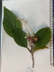 Clerodendrum longiflorum glabrum