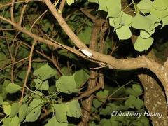 Pyrops watanabei
