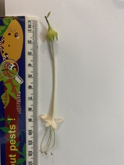 Clerodendrum longiflorum glabrum