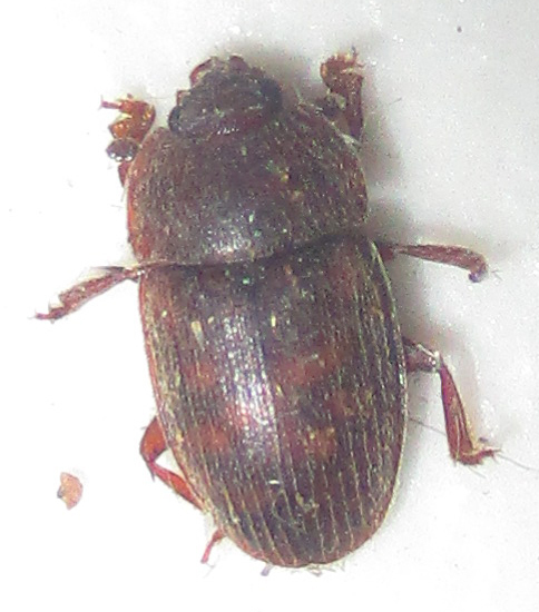 Lasiodites
