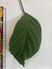 Clerodendrum longiflorum glabrum
